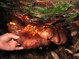 Attēlu rezultāti vaicājumam “Buglossoporus quercinus”