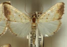 Attēlu rezultāti vaicājumam “Evergestis extimalis”