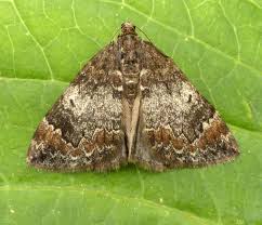 Attēlu rezultāti vaicājumam “Dysstroma truncata”