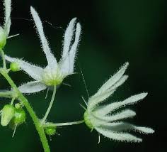 Attēlu rezultāti vaicājumam “Echinocystis lobata flower”