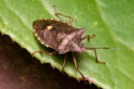 Attēlu rezultāti vaicājumam “Pentatoma rufipes”