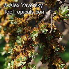 Attēlu rezultāti vaicājumam “Hippophae rhamnoides male flower”
