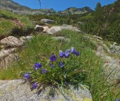 Attēlu rezultāti vaicājumam “Campanulaceae”
