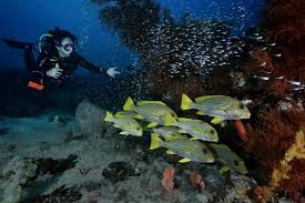 Image result for Scuba Skooling