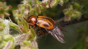 Attēlu rezultāti vaicājumam “Cryptocephalus pusillus”