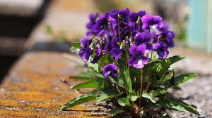 Attēlu rezultāti vaicājumam “Viola canina fruit”