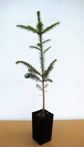 Attēlu rezultāti vaicājumam “Abies balsamea”