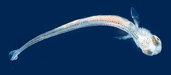 Image result for Coregonus oxyrinchus