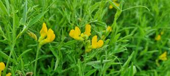 Attēlu rezultāti vaicājumam “Lathyrus pratensis flower”