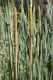 Attēlu rezultāti vaicājumam “Typhaceae”