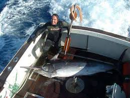 Image result for Istiompax indica