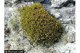 Attēlu rezultāti vaicājumam “Didymodon tophaceus”