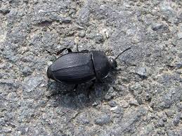 Attēlu rezultāti vaicājumam “Silpha obscura larva”