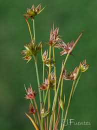 Attēlu rezultāti vaicājumam “Juncus capitatus”