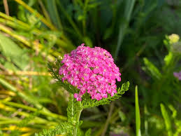 Image result for Achillea filipendulina