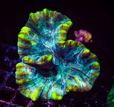 Attēlu rezultāti vaicājumam “Colostygia pectinataria male”