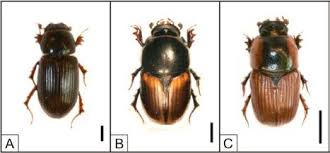 Attēlu rezultāti vaicājumam “Aphodius subterraneus imago”