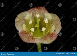 Attēlu rezultāti vaicājumam “Ribes rubrum flower”