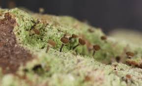 Attēlu rezultāti vaicājumam “Chaenotheca furfuracea”