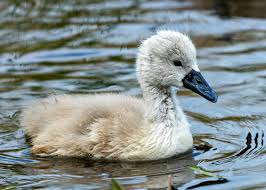 Image result for Cygnus olor