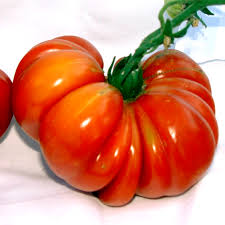 Afbeeldingsresultaat voor costoluto genovese tomato