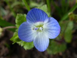 Attēlu rezultāti vaicājumam “Veronica persica flower”