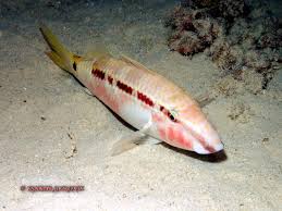 Image result for Parupeneus trifasciatus