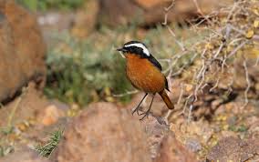 Image result for Phoenicurus moussieri