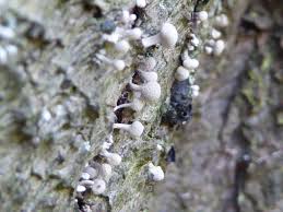 Attēlu rezultāti vaicājumam “Phleogena faginea”