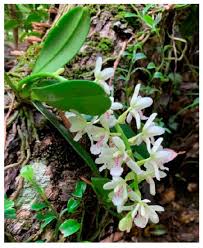 Attēlu rezultāti vaicājumam “Orchidaceae”