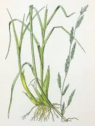 Attēlu rezultāti vaicājumam “Glyceria fluitans fruit”