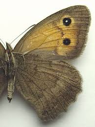 Attēlu rezultāti vaicājumam “Hyponephele lycaon male”