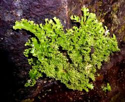 Attēlu rezultāti vaicājumam “Riccardia multifida”