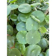 「香菇草」的圖片搜尋結果