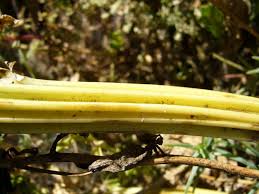 Image result for Beta vulgaris