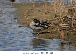 Attēlu rezultāti vaicājumam “Anas crecca male”