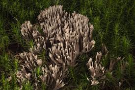 Attēlu rezultāti vaicājumam “Thelephora palmata”