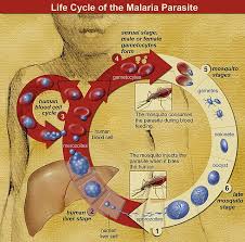 Attēlu rezultāti vaicājumam “Dianema depressum plasmodium”