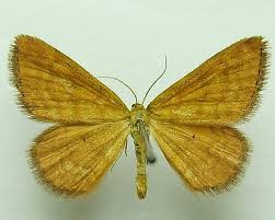 Attēlu rezultāti vaicājumam “Idaea serpentata”