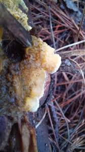 Attēlu rezultāti vaicājumam “Pseudomerulius aureus”