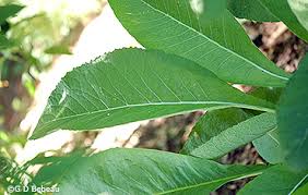 Attēlu rezultāti vaicājumam “Inula helenium leaf”