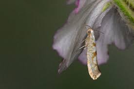 Attēlu rezultāti vaicājumam “Argyresthia semifusca”