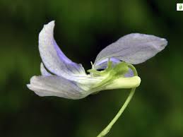 Attēlu rezultāti vaicājumam “Viola canina flower”