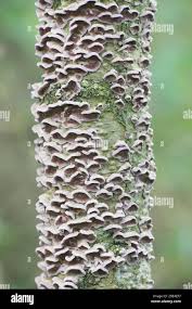 Attēlu rezultāti vaicājumam “Chondrostereum purpureum”