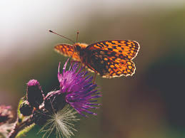 Attēlu rezultāti vaicājumam “Argynnis niobe”
