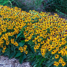 Image result for Rudbeckia Paradisio