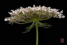 Attēlu rezultāti vaicājumam “Daucus carota subsp. carota fruit”
