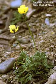 Attēlu rezultāti vaicājumam “Pseudocalliergon turgescens”