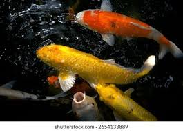 Image result for Cyprinus rubrofuscus