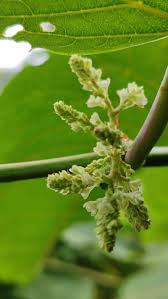 Attēlu rezultāti vaicājumam “Reynoutria sachalinensis flower”